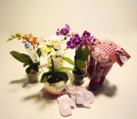 Peluches, manoplas y orquídeas con detalles para recién nacido. Rebolledo Floristas. Santander, Cantabria