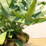 detalle planta maceta mataleñas-Rebolledo floristas