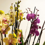 Composición-orquídeas-multicolor-detalle-Rebolledo-floristas