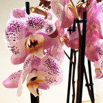 Composición-orquídeas-rosas-detalle-Rebolledo-floristas