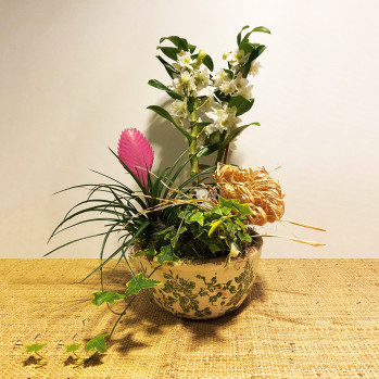 orquídea dendoboum con tillandsia en cerámica-Rebolledo floristas