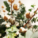 Ramo seco algodón-det1-Rebolledo floristas