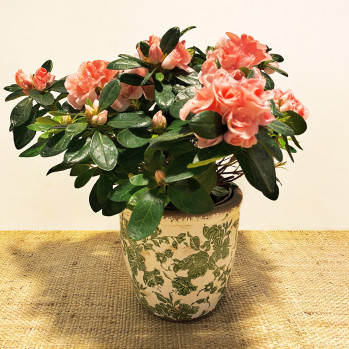 Azalea en cerámica de hojas-Rebolledo floristas
