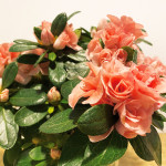 Azalea en cerámica de hojas-detalle 2-Rebolledo floristas