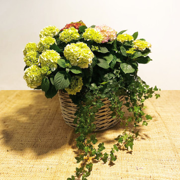 Cesta de mimbre con hortensias variadas-Rebolledo floristas
