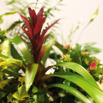 Composición de plantas de interior con cesto de mimbre bicolor-detalle1-Rebolledo floristas