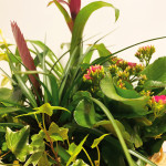 Composición de plantas de interior-detalle1-Rebolledo floristas