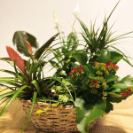 Composición de plantas de interior2-detalle2-Rebolledo floristas