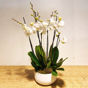Composición de orquídeas blancas con musgo-Rebolledo Floristas