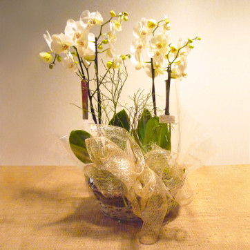 Composición de orquídeas