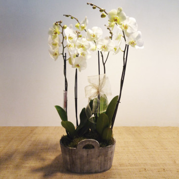 orquídeas en cesta de madera
