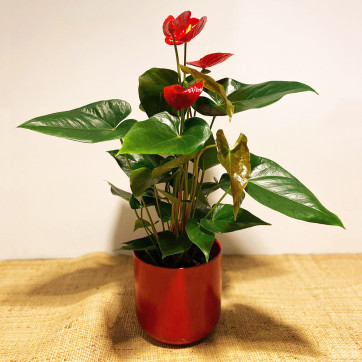 Anthurium con cerámica roja-Rebolledo Floristas