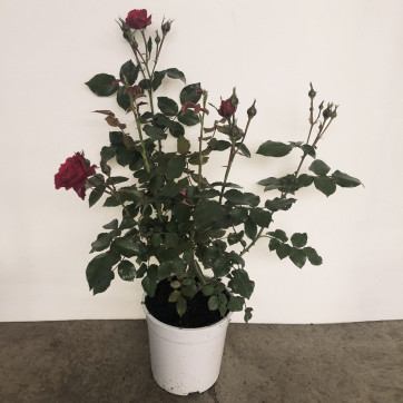 Rosal paisajístico – Rebolledo Floristas