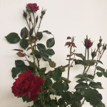 Rosal paisajístico-detalle - Rebolledo Floristas