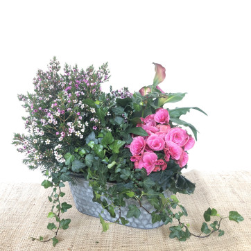 Plantas de exterior en tonos rosas con cinc-Rebolledo Floristas