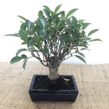 Bonsai Ficus-Rebolledo Floristas