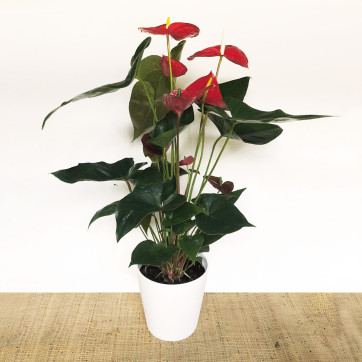 anthurium rojo en cerámica blanca-Rebolledo floristas