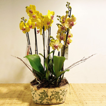 Composición-orquídeas-amarillas-Rebolledo-floristas