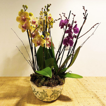 Composición-orquídeas-multicolor-Rebolledo-floristas