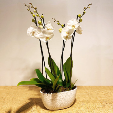 Composición de orquídeas en blanco-Rebolledo Floristas