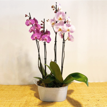 Composición-orquídeas-blancas-Rebolledo-floristas