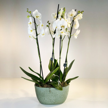 Composición de orquídeas en cerámica verde-Rebolledo Floristas