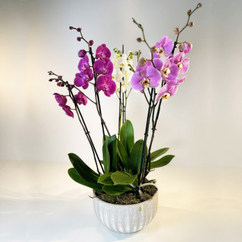 Composición de orquídeas en tres colores-Rebolledo Floristas