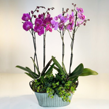 Composición-orquídeas-Rebolledo-floristas