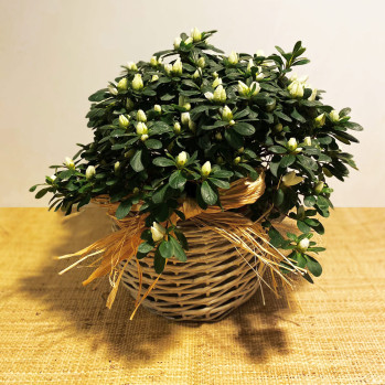 azalea blanca en cesta de mimbre-Rebolledo floristas