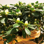 azalea blanca en cesta de mimbre-detalle-Rebolledo floristas