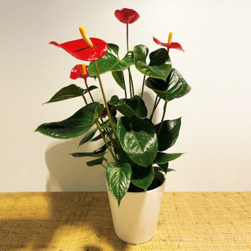 Anthurium rojo en cerámica-Rebolledo floristas