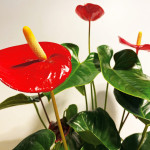 Anthurium rojo en cerámica-det1-Rebolledo floristas