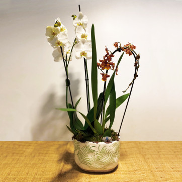 Composición de orquídeas-Rebolledo floristas