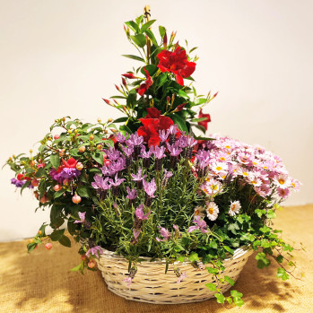 Cesta de mimbre con flores y plantas de exterior de temporada, en tonos rojizos y malva-Rebolledo Floristas