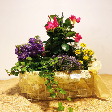 Cesta de mimbre con plantas de temporada, en tonos variados-Rebolledo Floristas