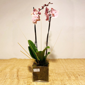 Orquídea en vaso-Rebolledo Floristas