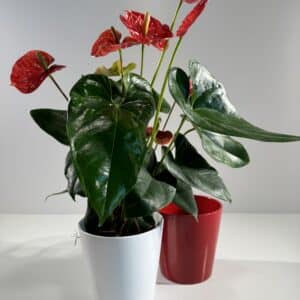 Anthurium rojo en macetero de cerámica