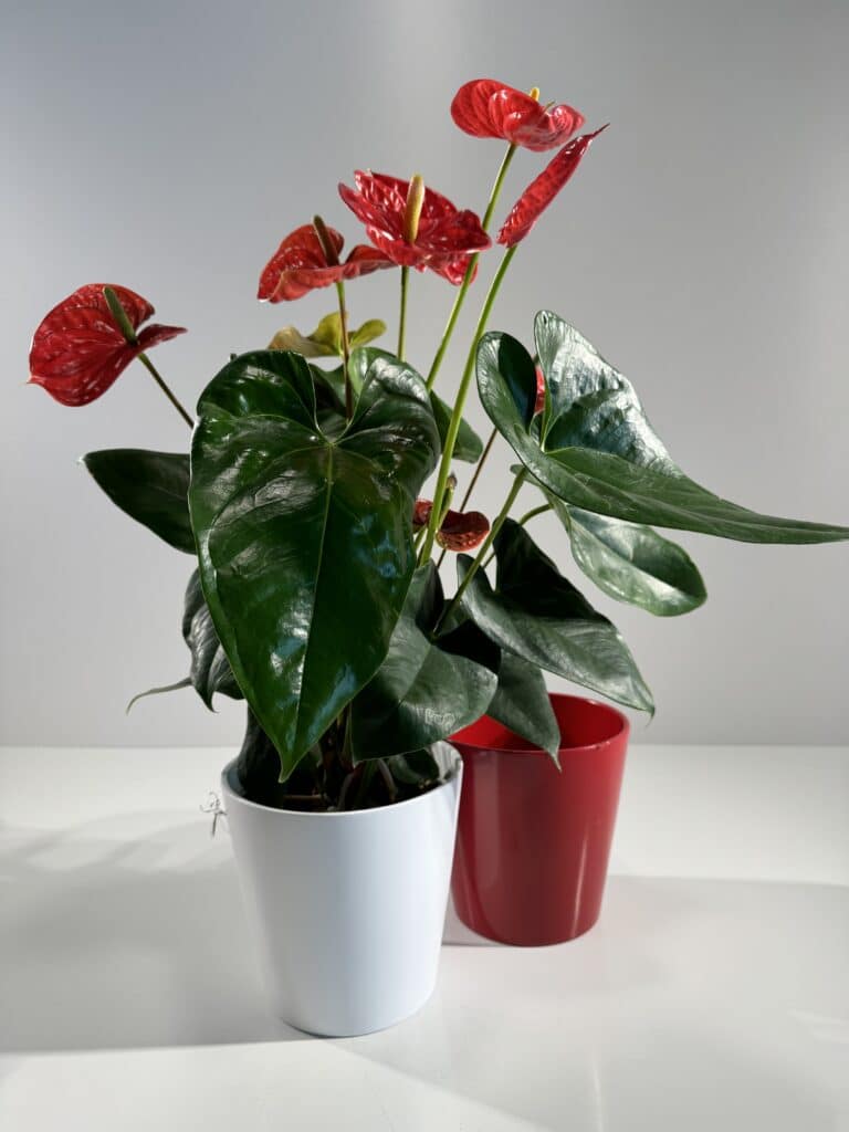 Anthurium rojo en macetero de cerámica