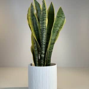planta de Sansevieria en cerámica