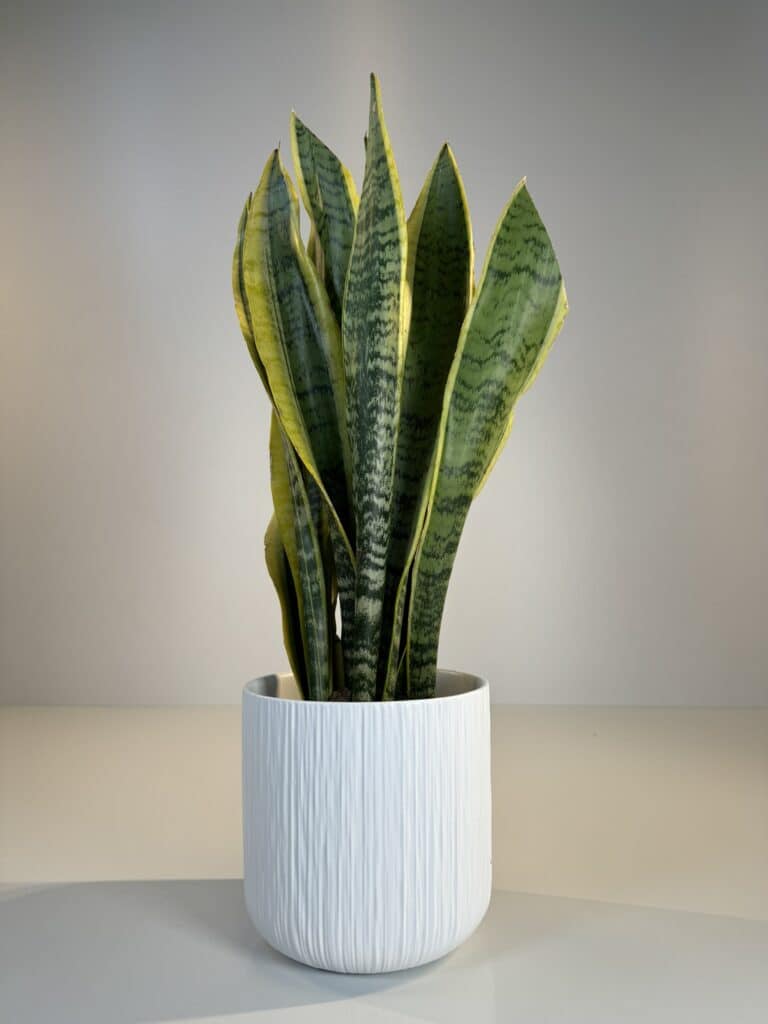 planta de Sansevieria en cerámica