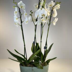 orquídeas blancas en cerámica verde