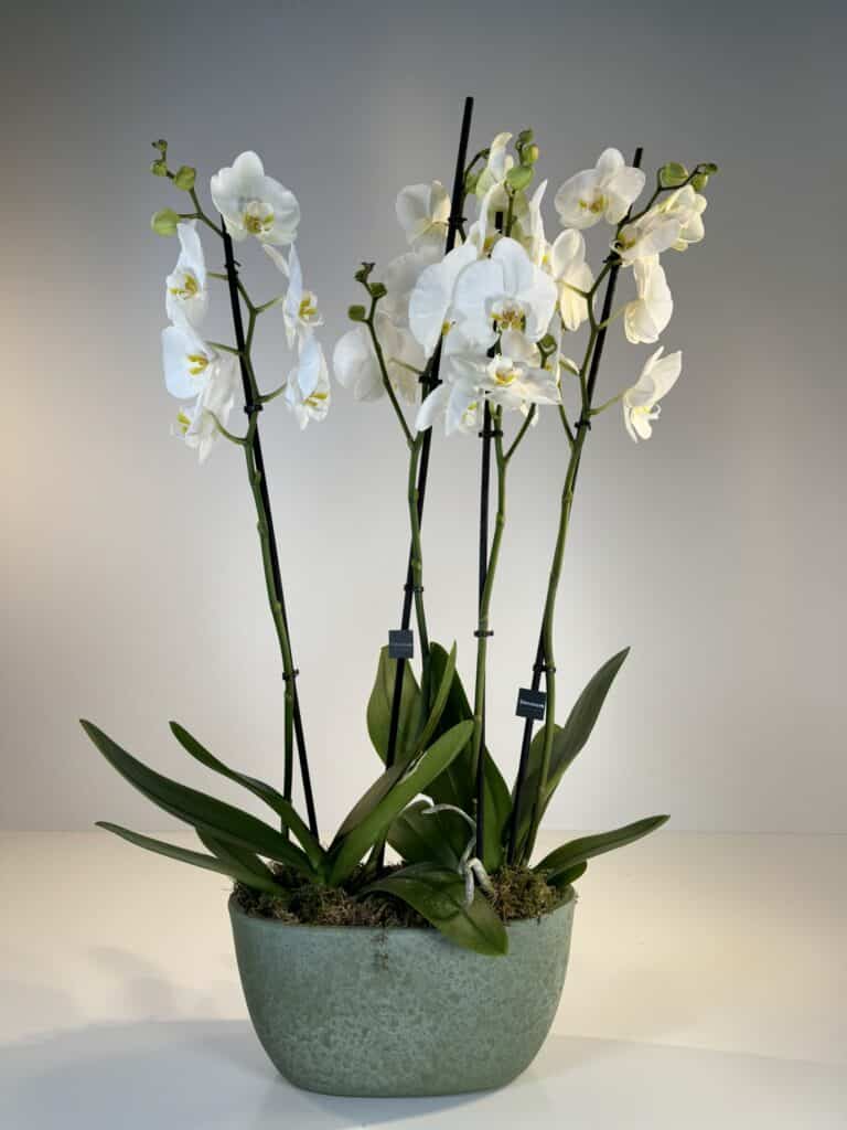orquídeas blancas en cerámica verde