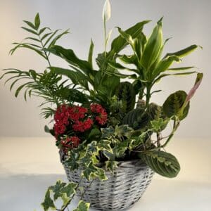 Cesta de mimbre con plantas de interior