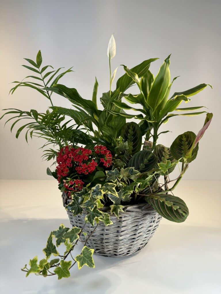 Cesta de mimbre con plantas de interior