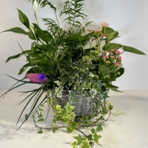 Cestón de mimbre con plantas de interior tipo anthurium, spathiohyllum, kalanchoe, hiedra o similares.