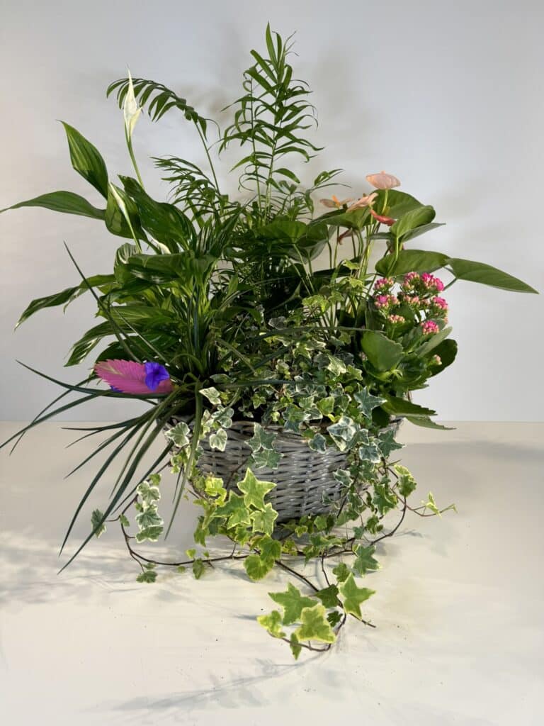 Cestón de mimbre con plantas de interior tipo anthurium, spathiohyllum, kalanchoe, hiedra o similares.