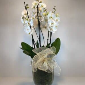 Orquídeas blancas en vaso e cristal transparente