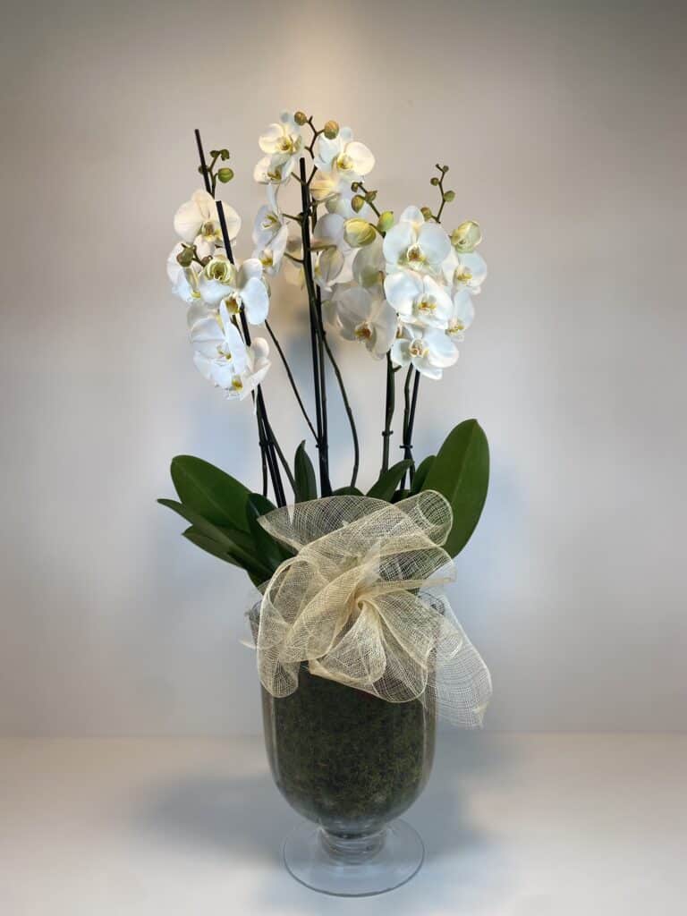 Orquídeas blancas en vaso e cristal transparente