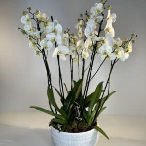 composición de orquídeas blancas, con maceta de cerámica a juego