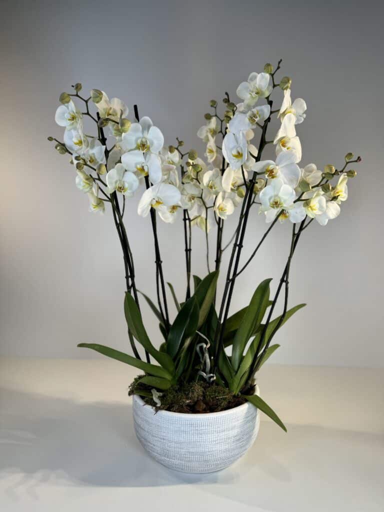 composición de orquídeas blancas, con maceta de cerámica a juego